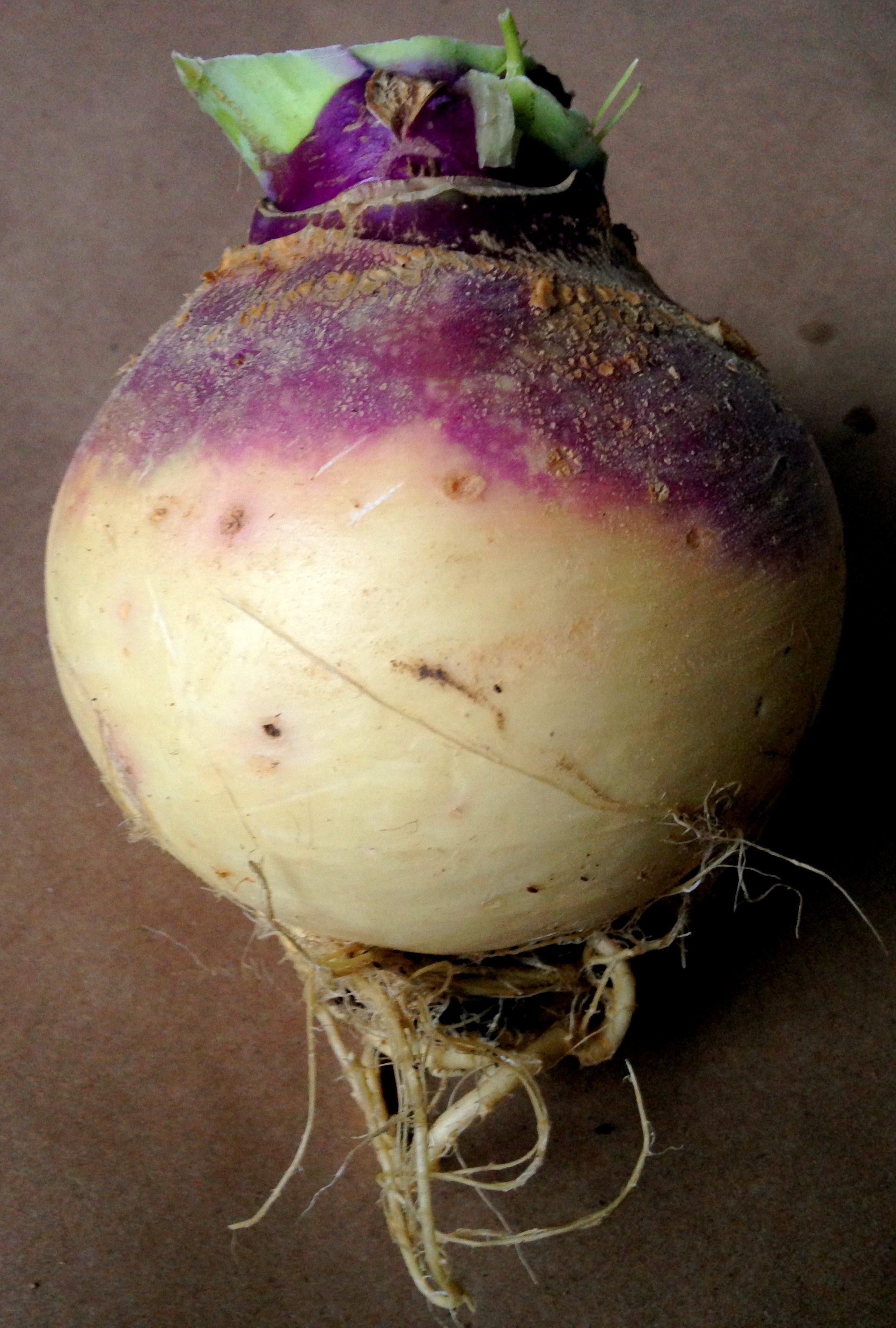 Root Vegetables 101 - Taproot Farm