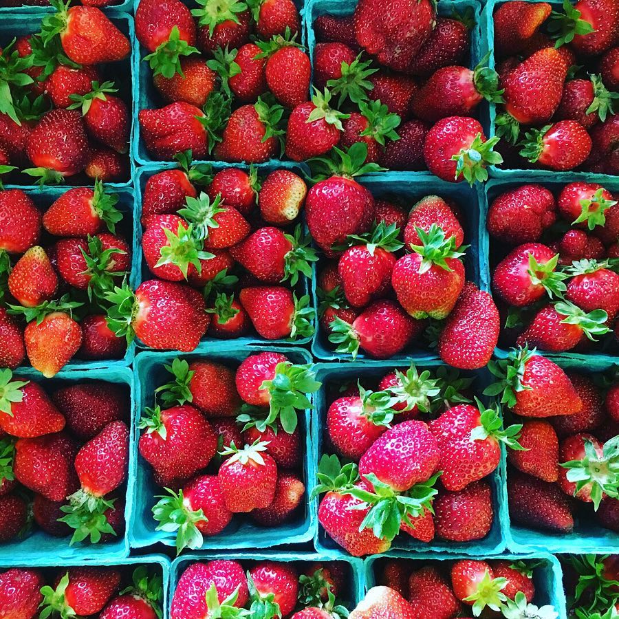 Fresh picked strawberries grown at Taproot Farms, PA.