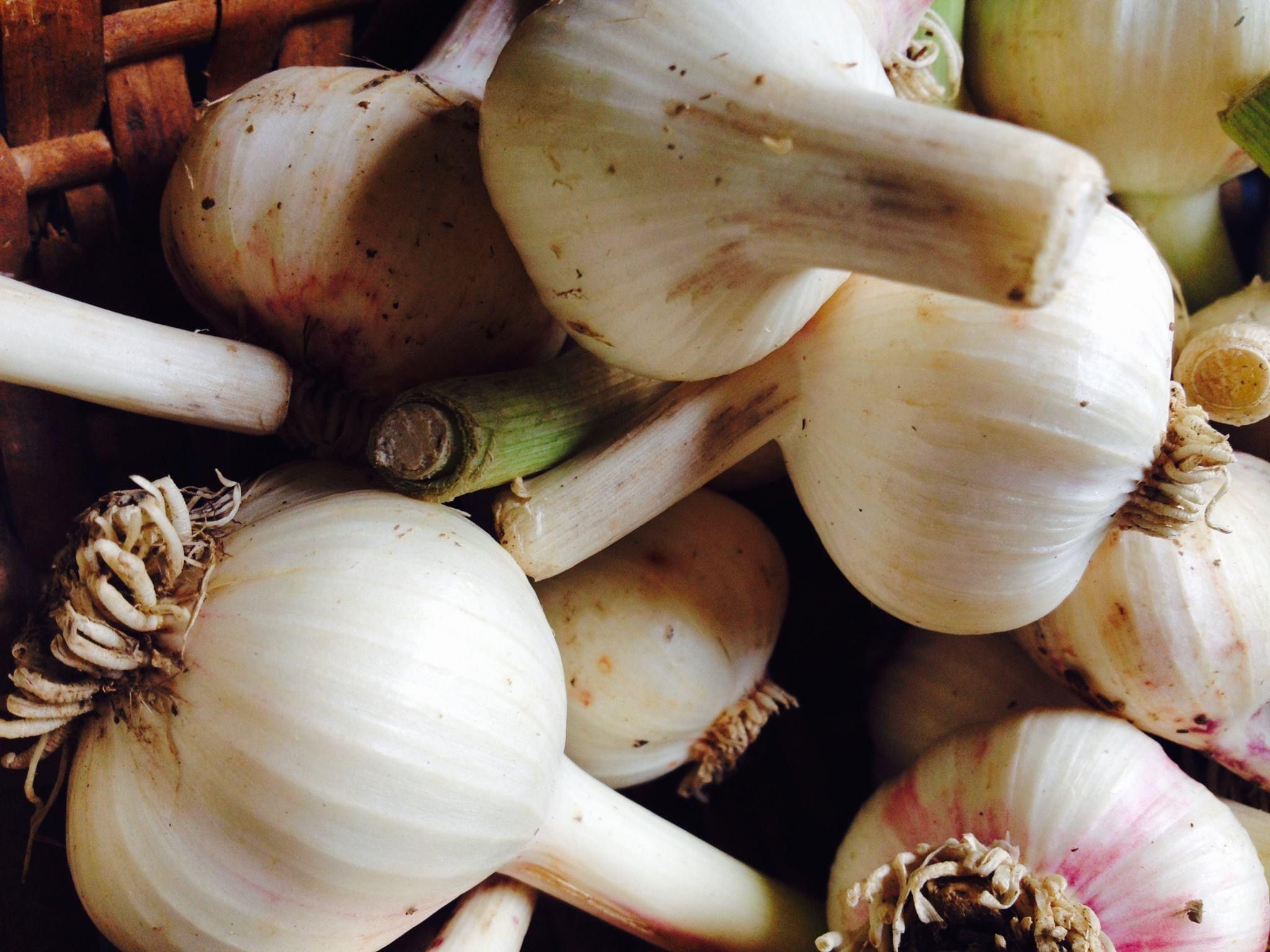 Close up view of garlic cloves.